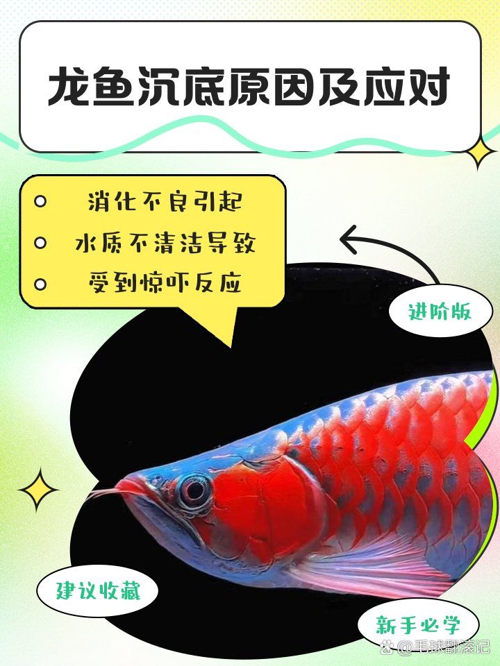 龍魚沉底時需要立即換水嗎？，龍魚沉底原因及應對毛球翻滾記,龍魚沉底原因及應對措施