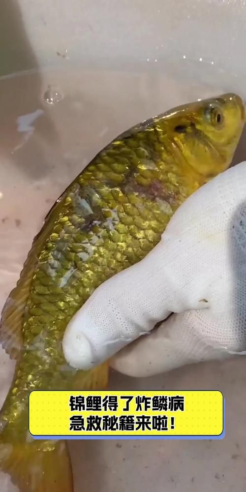 如何预防鱼缸中的鱼炸鳞？，scaleprotrusiondisease鱼缸中的鱼炸鳞（竖鳞病）