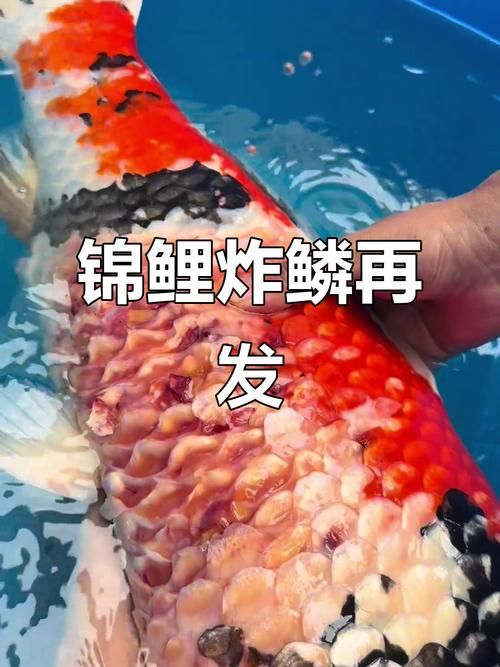 如何预防鱼缸中的鱼炸鳞？，scaleprotrusiondisease鱼缸中的鱼炸鳞（竖鳞病）