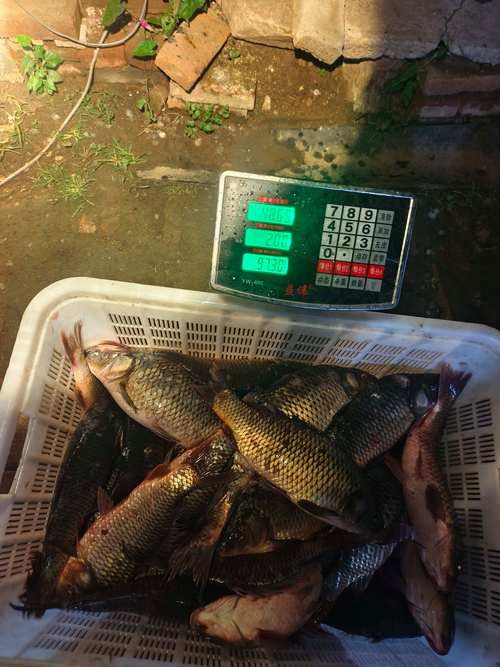 祥龍魚場(chǎng)的批發(fā)價(jià)格如何？，北京碧波祥龍魚場(chǎng)的批發(fā)價(jià)格如何，祥龍魚場(chǎng)批發(fā)價(jià)格