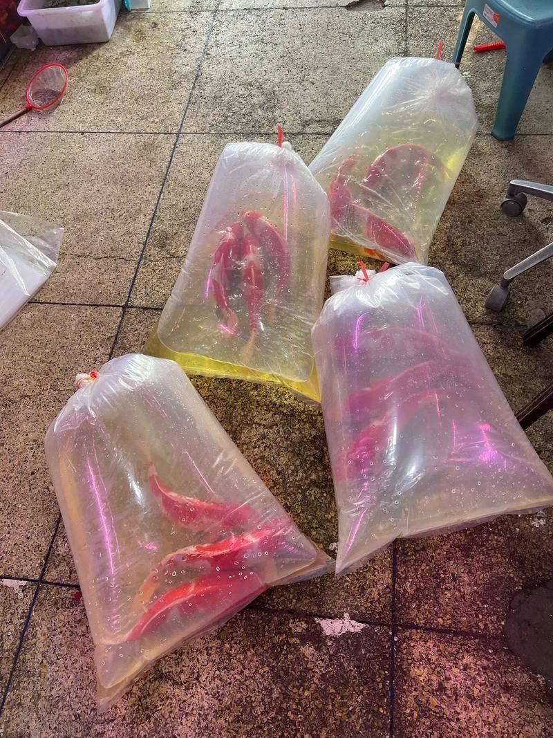 祥龍魚場(chǎng)的批發(fā)價(jià)格如何？，北京碧波祥龍魚場(chǎng)的批發(fā)價(jià)格如何，祥龍魚場(chǎng)批發(fā)價(jià)格