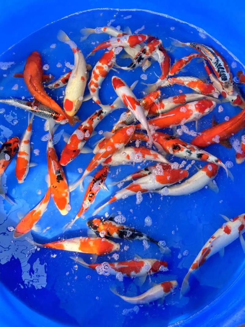 祥龍魚場(chǎng)的批發(fā)價(jià)格如何？，北京碧波祥龍魚場(chǎng)的批發(fā)價(jià)格如何，祥龍魚場(chǎng)批發(fā)價(jià)格 祥龍魚場(chǎng)的批發(fā)價(jià)格如何？，北京碧波祥龍魚場(chǎng)的批發(fā)價(jià)格如何，祥龍魚場(chǎng)批發(fā)價(jià)格 龍魚百科 第4張