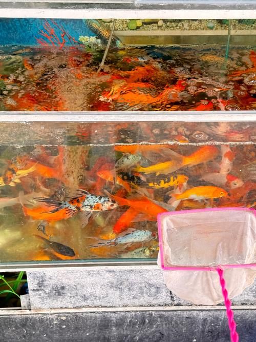 祥龍魚場(chǎng)的批發(fā)價(jià)格如何？，北京碧波祥龍魚場(chǎng)的批發(fā)價(jià)格如何，祥龍魚場(chǎng)批發(fā)價(jià)格 祥龍魚場(chǎng)的批發(fā)價(jià)格如何？，北京碧波祥龍魚場(chǎng)的批發(fā)價(jià)格如何，祥龍魚場(chǎng)批發(fā)價(jià)格 龍魚百科 第6張