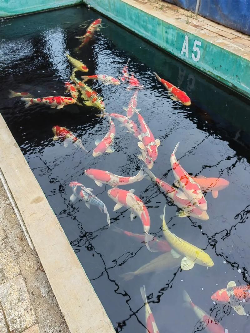 祥龍魚場(chǎng)的批發(fā)價(jià)格如何？，北京碧波祥龍魚場(chǎng)的批發(fā)價(jià)格如何，祥龍魚場(chǎng)批發(fā)價(jià)格 祥龍魚場(chǎng)的批發(fā)價(jià)格如何？，北京碧波祥龍魚場(chǎng)的批發(fā)價(jià)格如何，祥龍魚場(chǎng)批發(fā)價(jià)格 龍魚百科 第5張