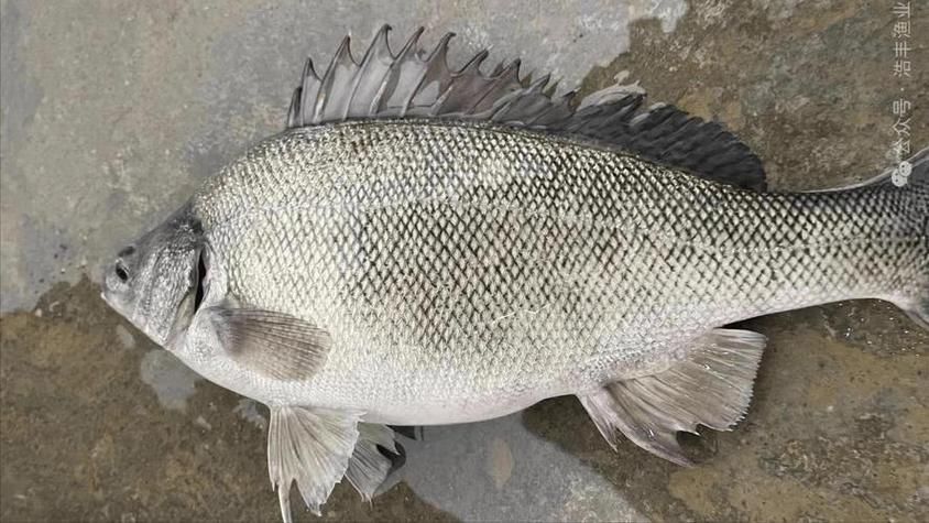 郁南縣龍魚有哪些特色品種？，關于郁南縣龍魚的認定
