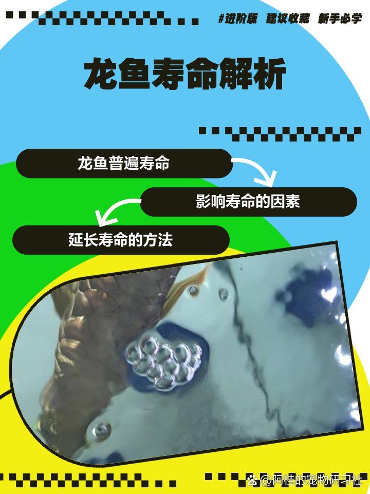 紅龍龍魚的壽命有多長？，紅龍魚的壽命與養護全攻略東漫攻略東漫攻略