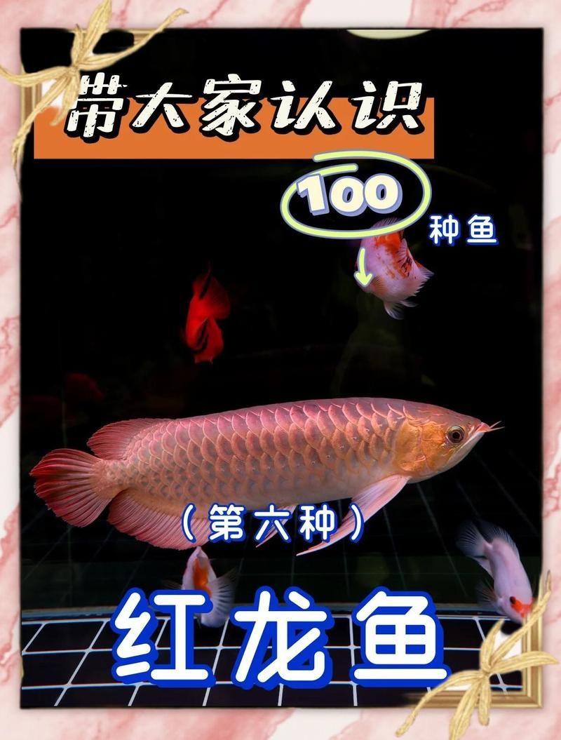 紅龍龍魚的壽命有多長？，紅龍魚的壽命與養護全攻略東漫攻略東漫攻略