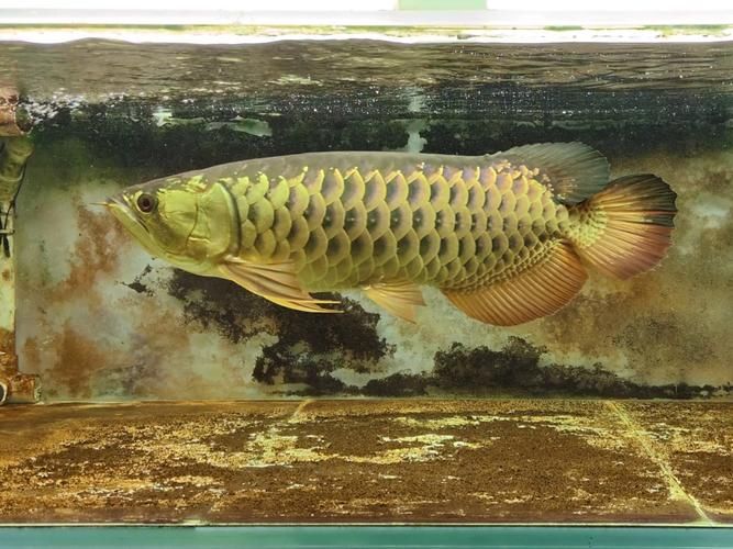 黃吉金龍與金龍魚活體有何關(guān)聯(lián)？，“黃吉金龍”與“金龍魚”有何關(guān)聯(lián)？