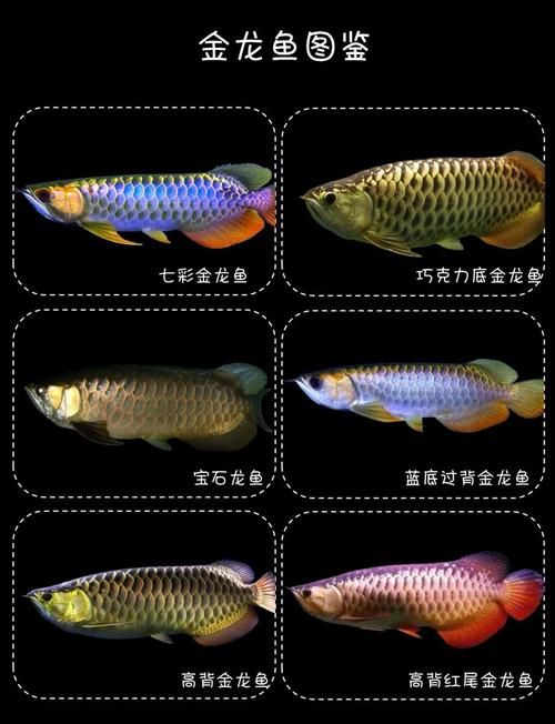 清流龍魚有哪些獨特品種？