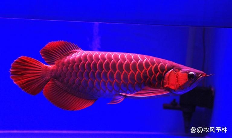 清流龍魚有哪些獨特品種？