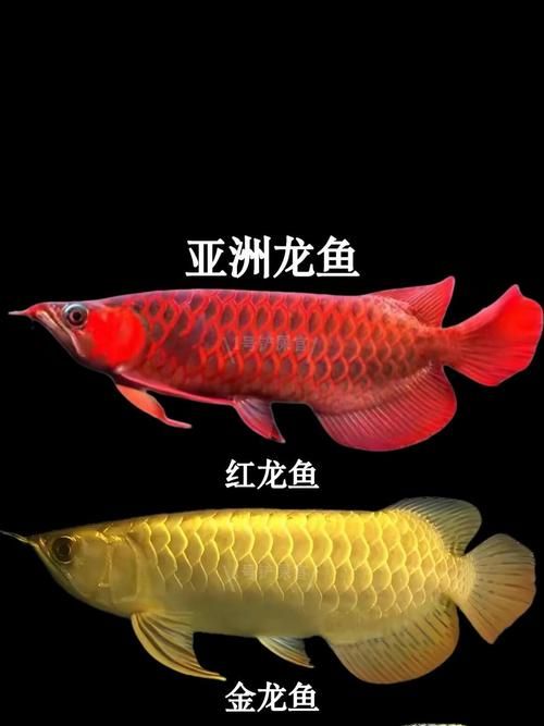 清流龍魚有哪些獨特品種？