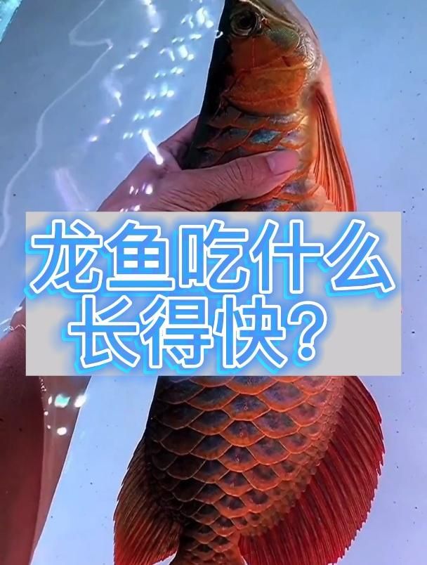 龙鱼长期不吃泥鳅会怎样？