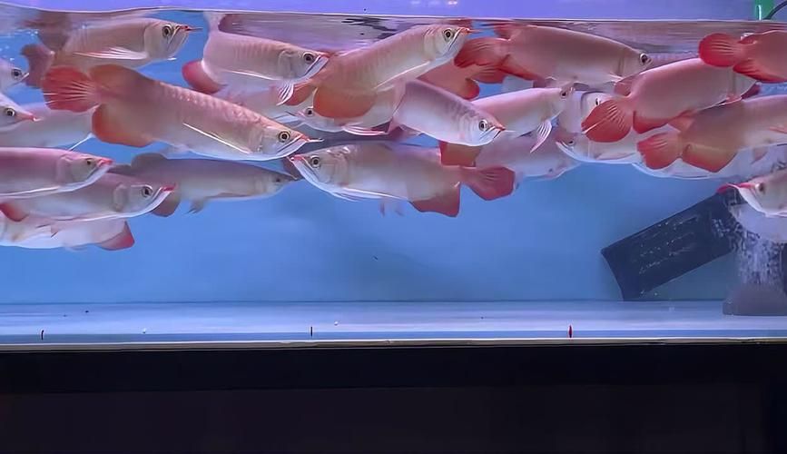 祥龍魚場的異型魚價格如何？，祥龍魚場價格表