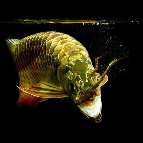 祥龍魚場的異型魚價格如何？，祥龍魚場價格表