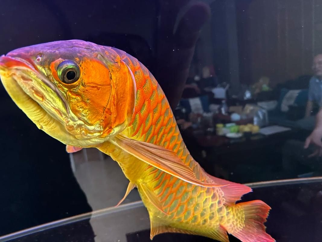 祥龍魚場的異型魚價格如何？，祥龍魚場價格表