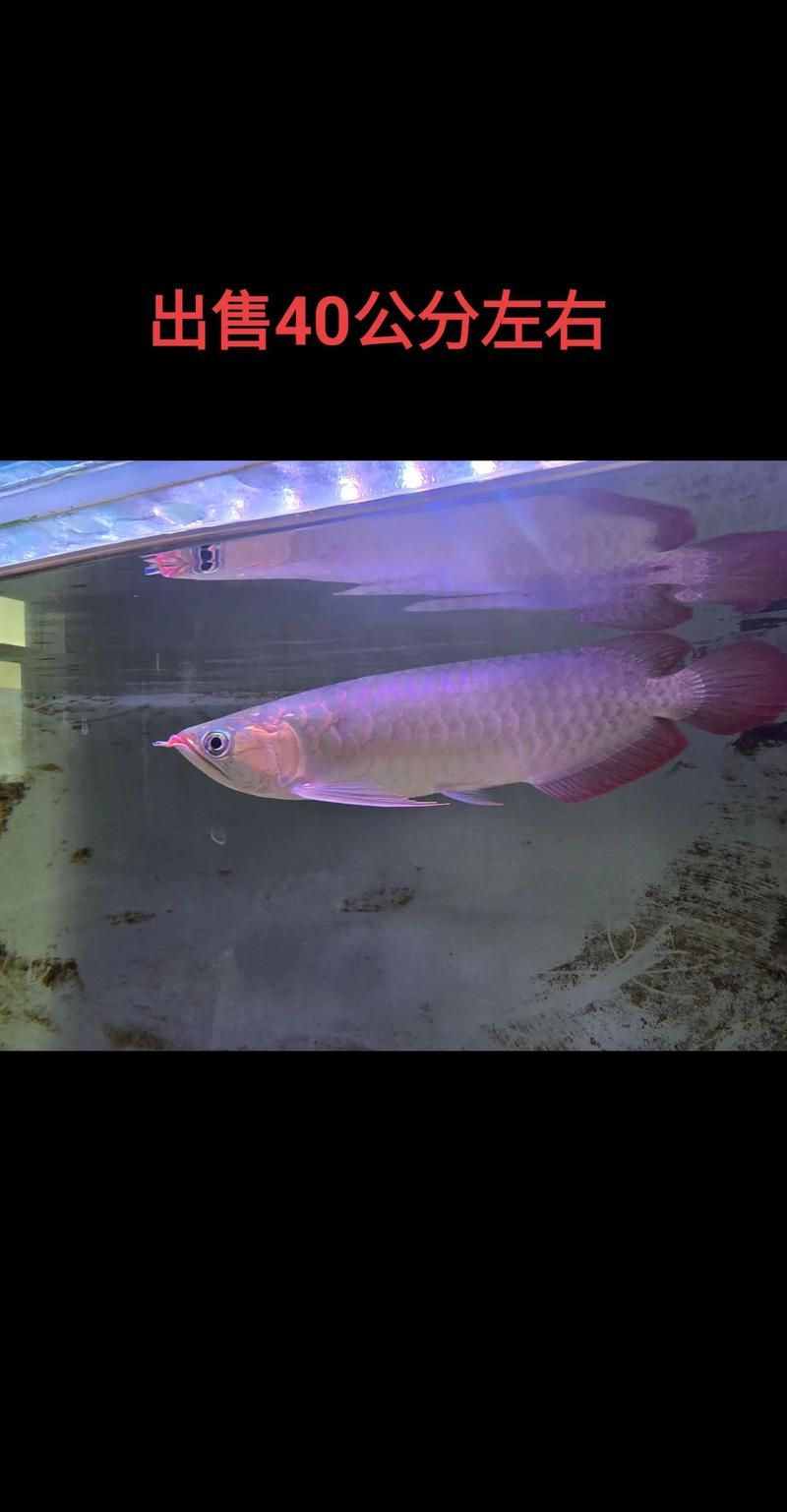 祥龍魚場的異型魚價格如何？，祥龍魚場價格表