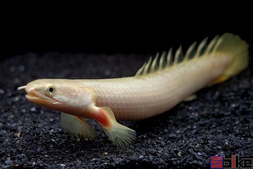 推薦一些性價比高的恐龍魚品種，性價比高的恐龍魚品種