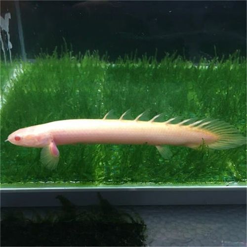 推薦一些性價比高的恐龍魚品種，性價比高的恐龍魚品種