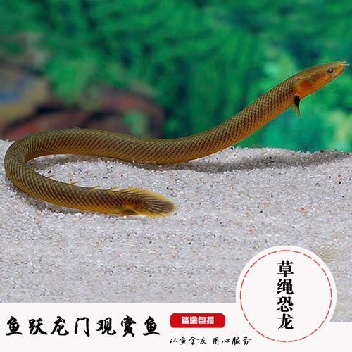 推薦一些性價比高的恐龍魚品種，性價比高的恐龍魚品種