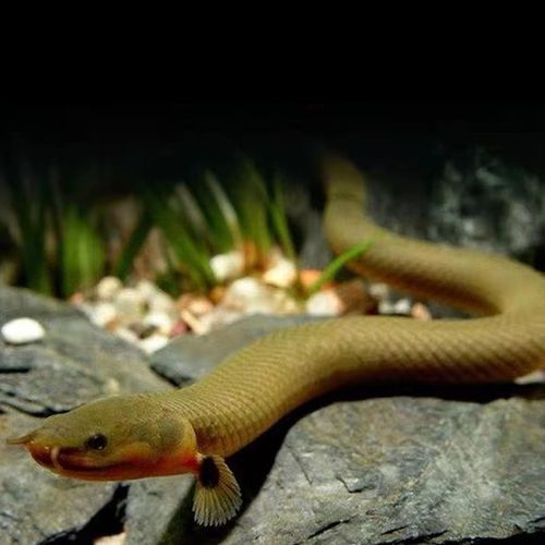 推薦一些性價比高的恐龍魚品種，性價比高的恐龍魚品種