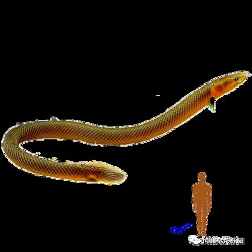 推薦一些性價比高的恐龍魚品種，性價比高的恐龍魚品種