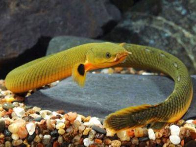 推薦一些性價比高的恐龍魚品種，性價比高的恐龍魚品種