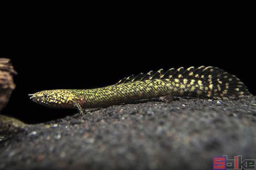 推薦一些性價比高的恐龍魚品種，性價比高的恐龍魚品種