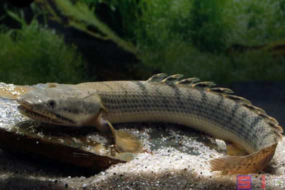 推薦一些性價比高的恐龍魚品種，性價比高的恐龍魚品種