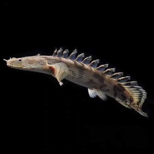 推薦一些性價比高的恐龍魚品種，性價比高的恐龍魚品種