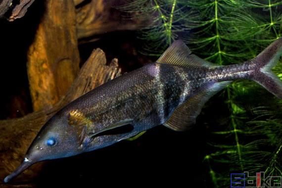 推薦一些性價比高的恐龍魚品種，性價比高的恐龍魚品種