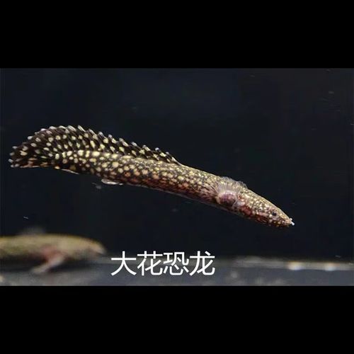 推薦一些性價比高的恐龍魚品種，性價比高的恐龍魚品種