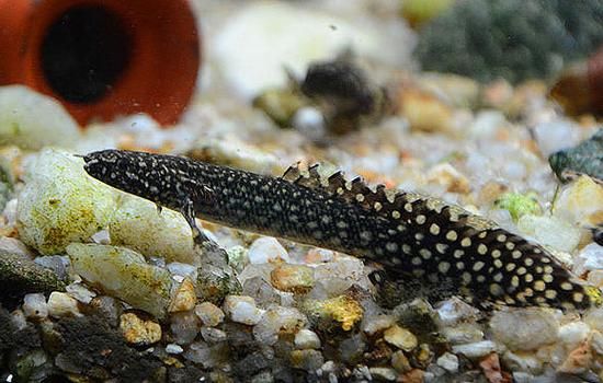 推薦一些性價比高的恐龍魚品種，性價比高的恐龍魚品種