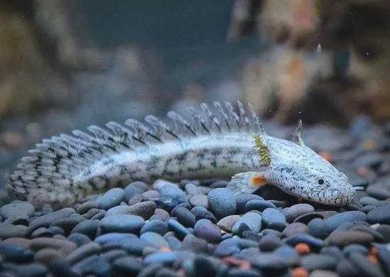 推薦一些性價比高的恐龍魚品種，性價比高的恐龍魚品種