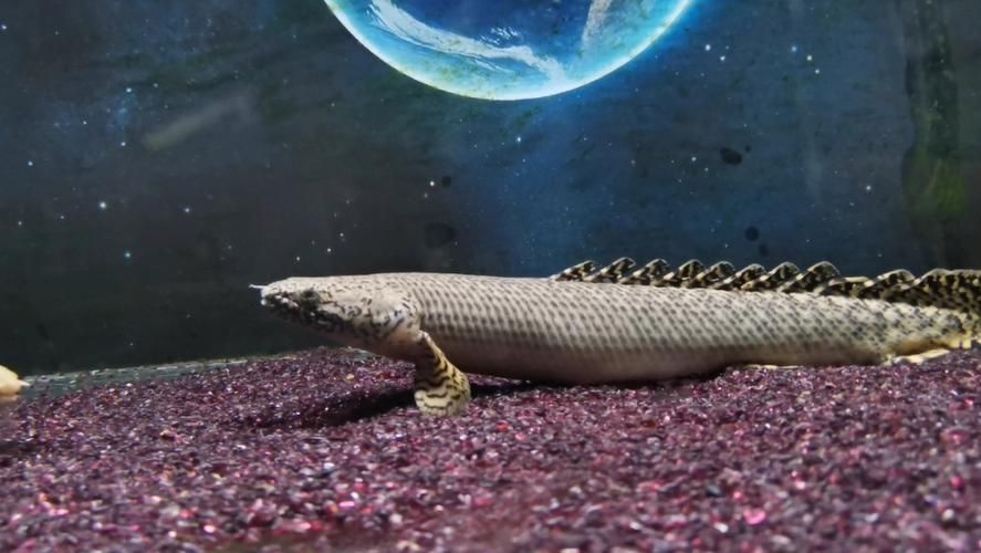 推薦一些性價比高的恐龍魚品種，性價比高的恐龍魚品種