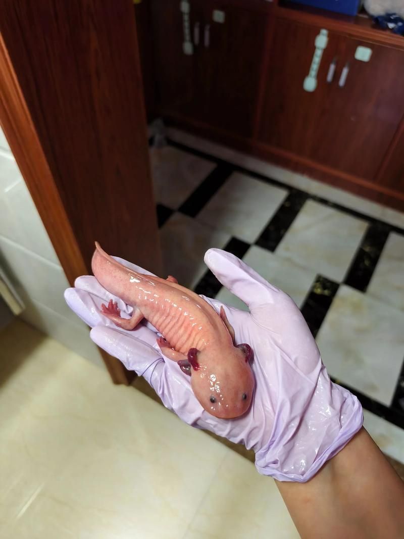 推薦一些性價比高的恐龍魚品種，性價比高的恐龍魚品種