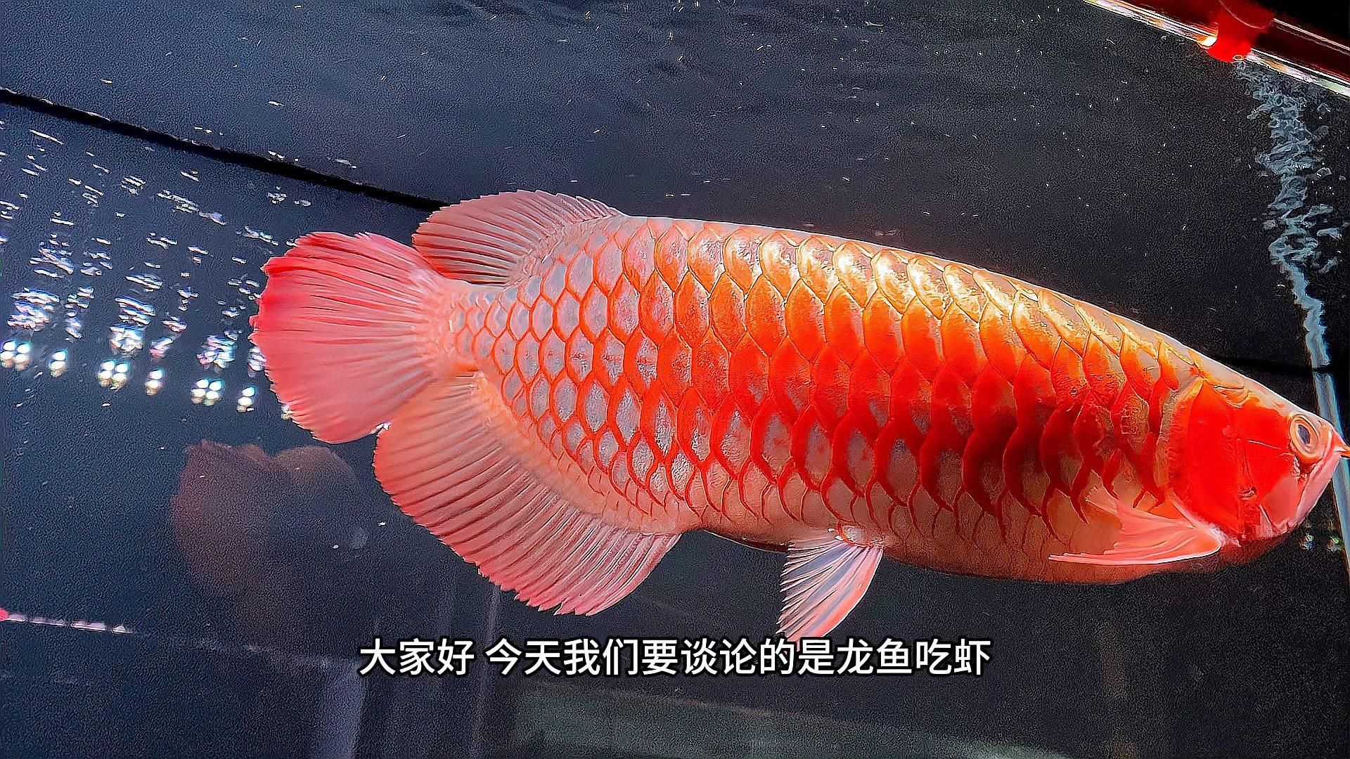 有哪些食物可以增强龙鱼的骨骼发育？，哪些食物可以增强龙鱼的骨骼发育？