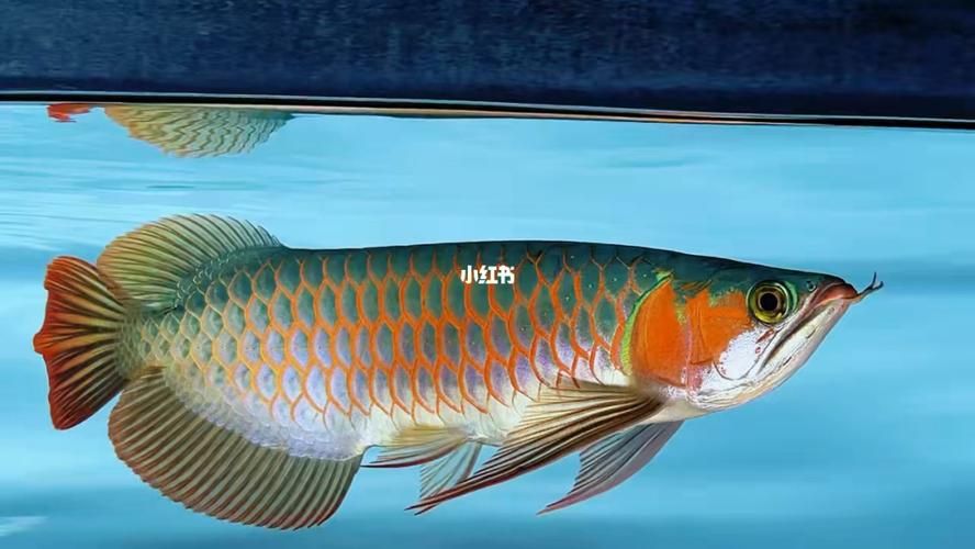 如何判斷龍魚的價格是否合理？，如何判斷龍魚的價格是否合理龍魚價格是否合理