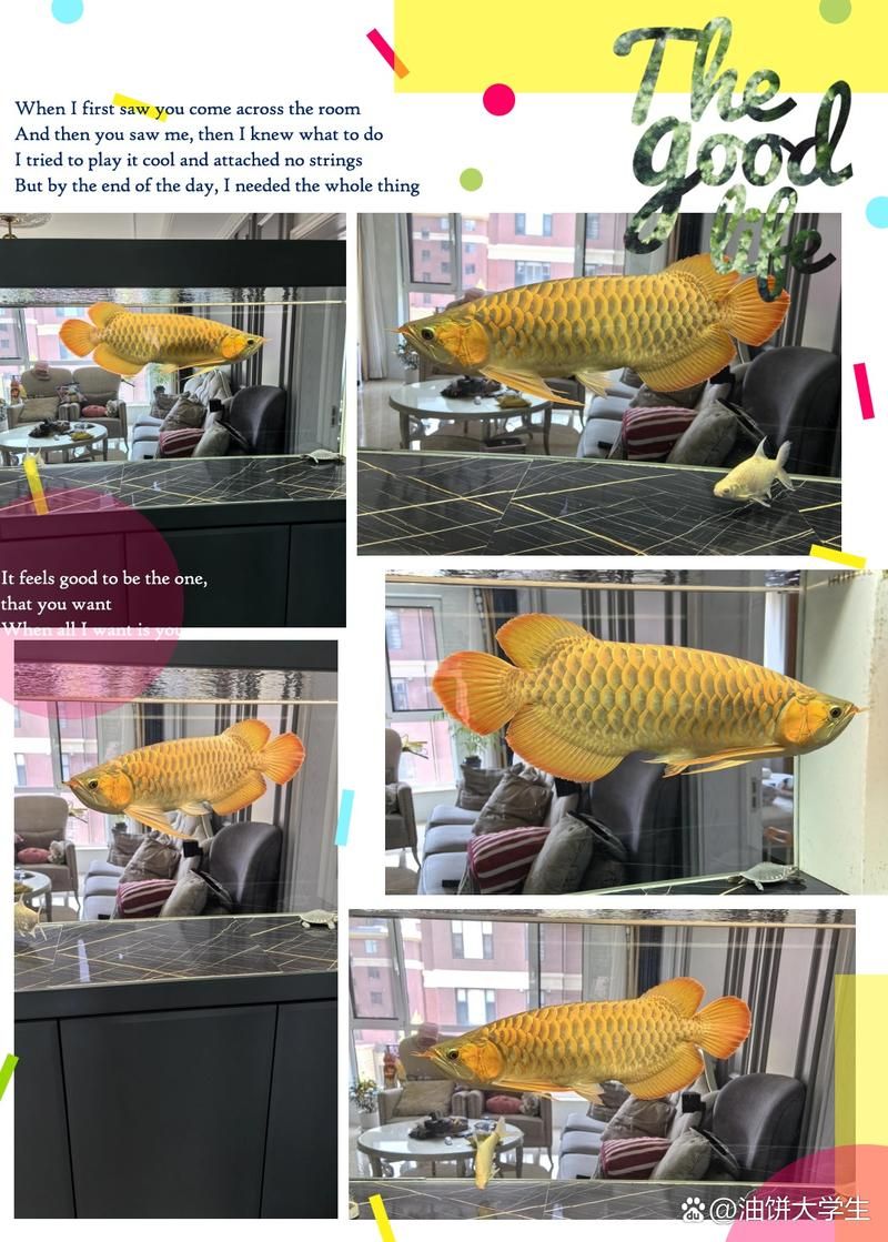 如何判斷龍魚的價格是否合理？，如何判斷龍魚的價格是否合理龍魚價格是否合理