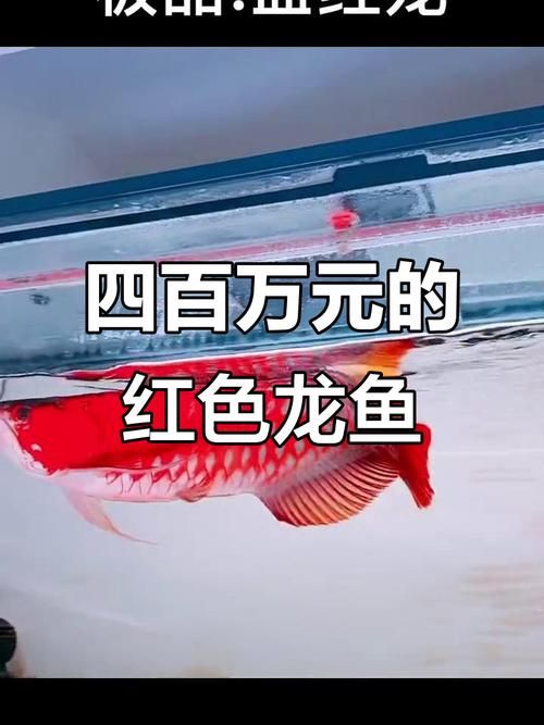 如何判斷龍魚的價格是否合理？，如何判斷龍魚的價格是否合理龍魚價格是否合理