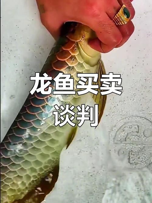 如何判斷龍魚的價格是否合理？，如何判斷龍魚的價格是否合理龍魚價格是否合理