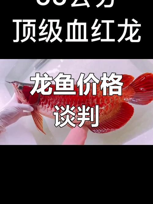 如何判斷龍魚的價格是否合理？，如何判斷龍魚的價格是否合理龍魚價格是否合理