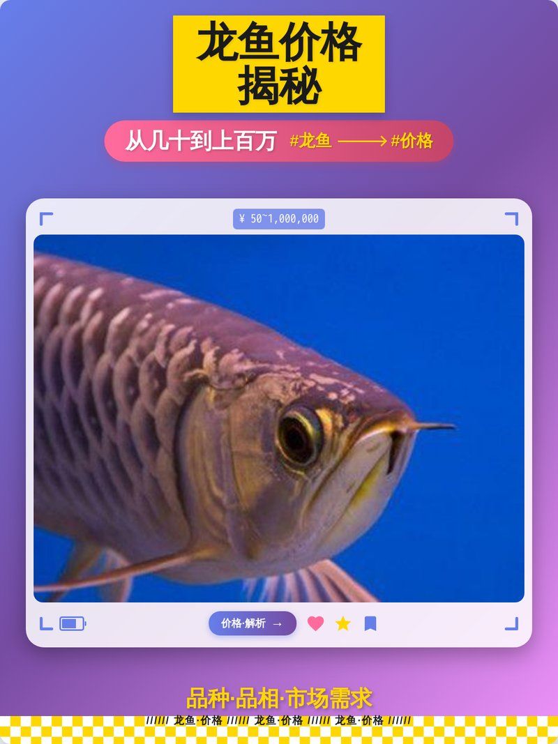 如何判斷龍魚的價格是否合理？，如何判斷龍魚的價格是否合理龍魚價格是否合理