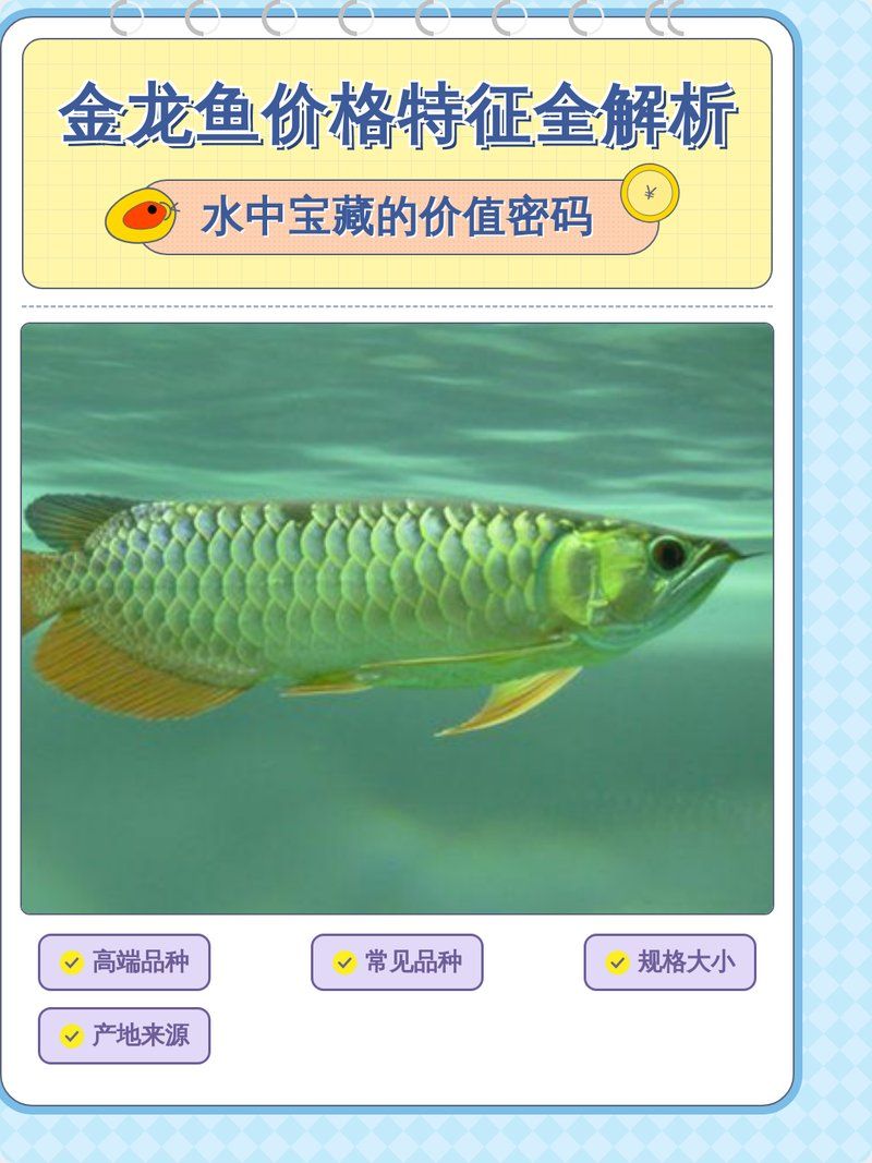 如何判斷龍魚的價格是否合理？，如何判斷龍魚的價格是否合理龍魚價格是否合理