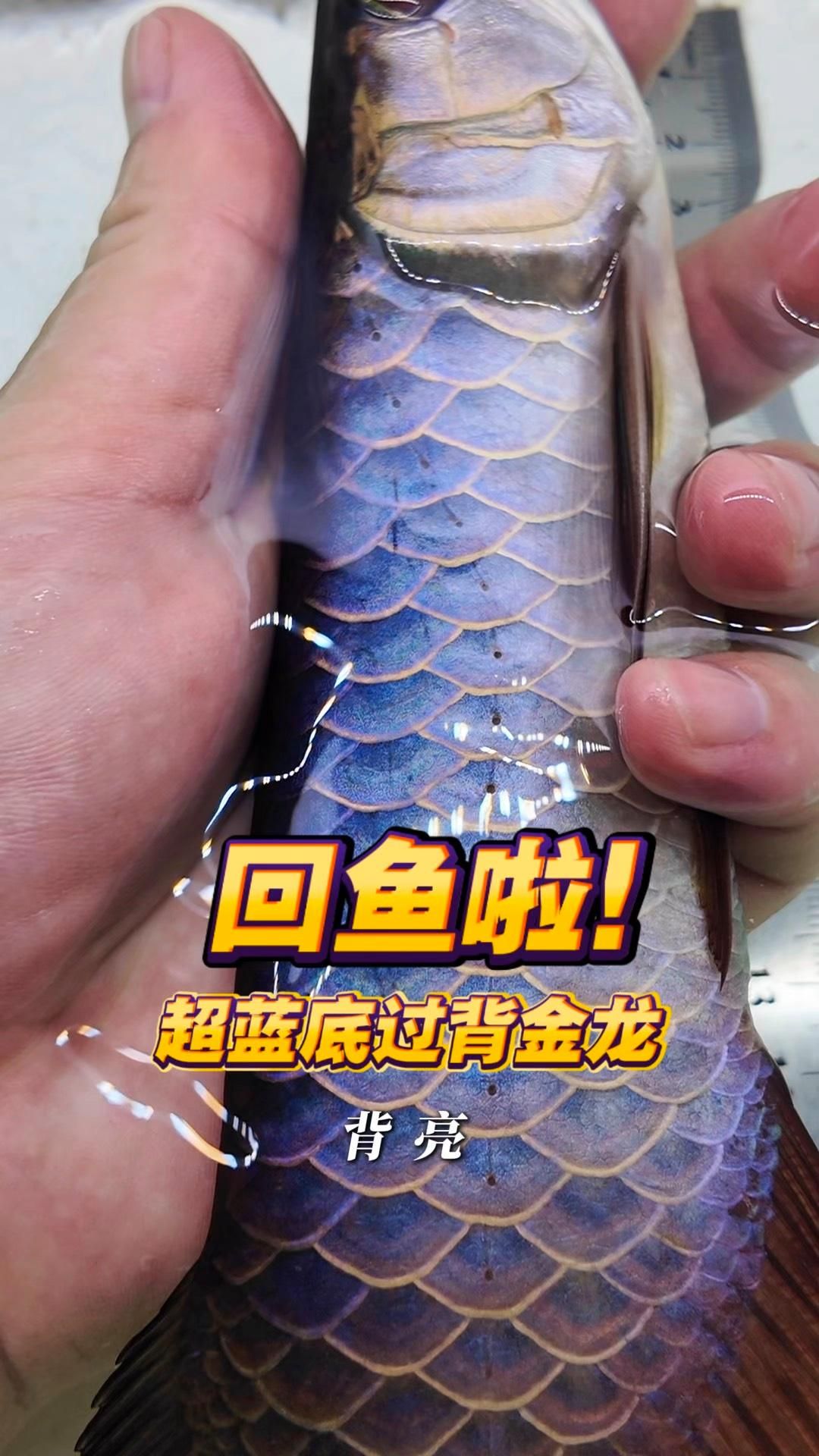 吉陽龍魚館有哪些龍魚品種？，吉陽龍魚館有哪些龍魚品種及種？