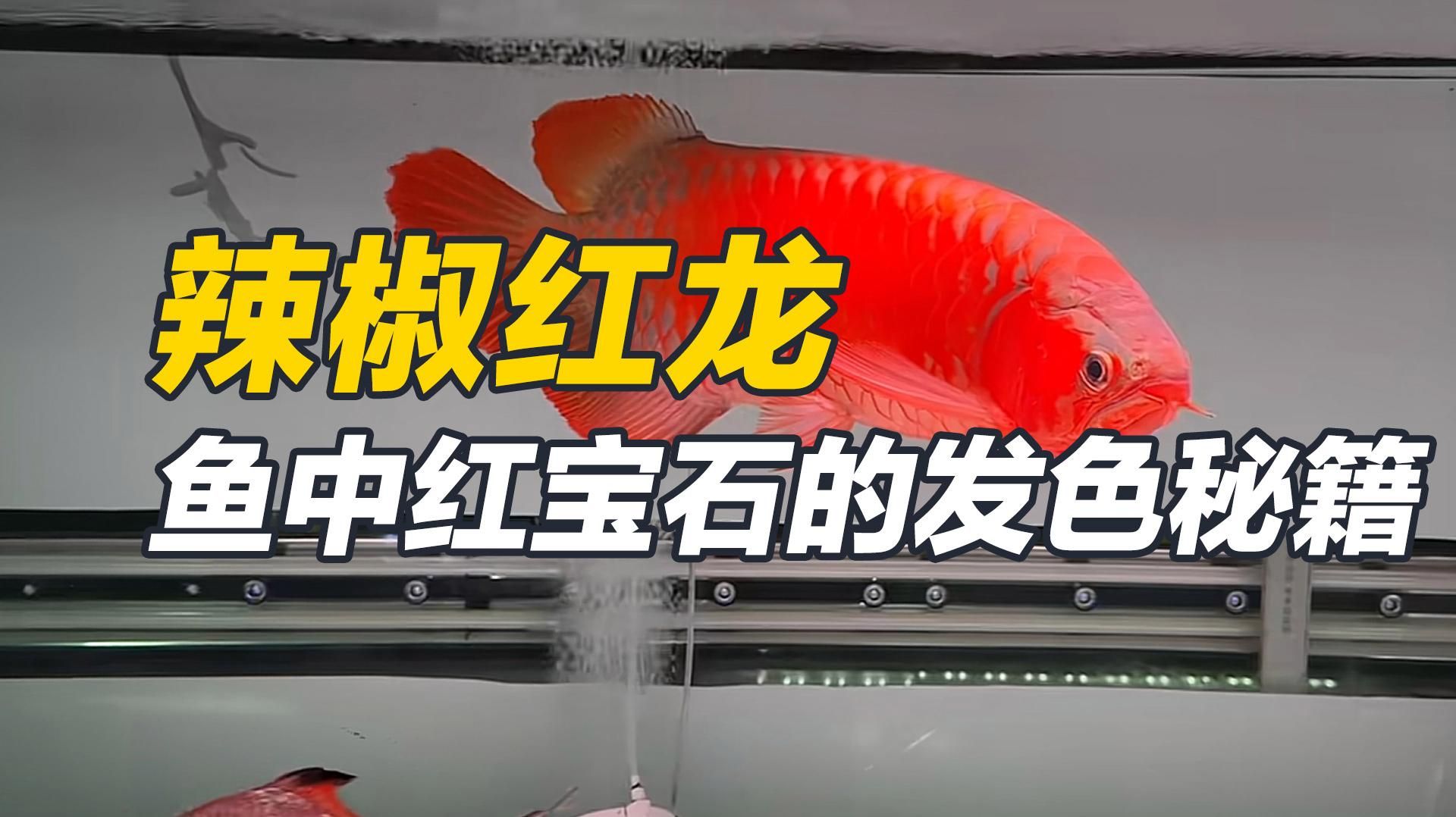 吉陽龍魚館有哪些龍魚品種？，吉陽龍魚館有哪些龍魚品種及種？