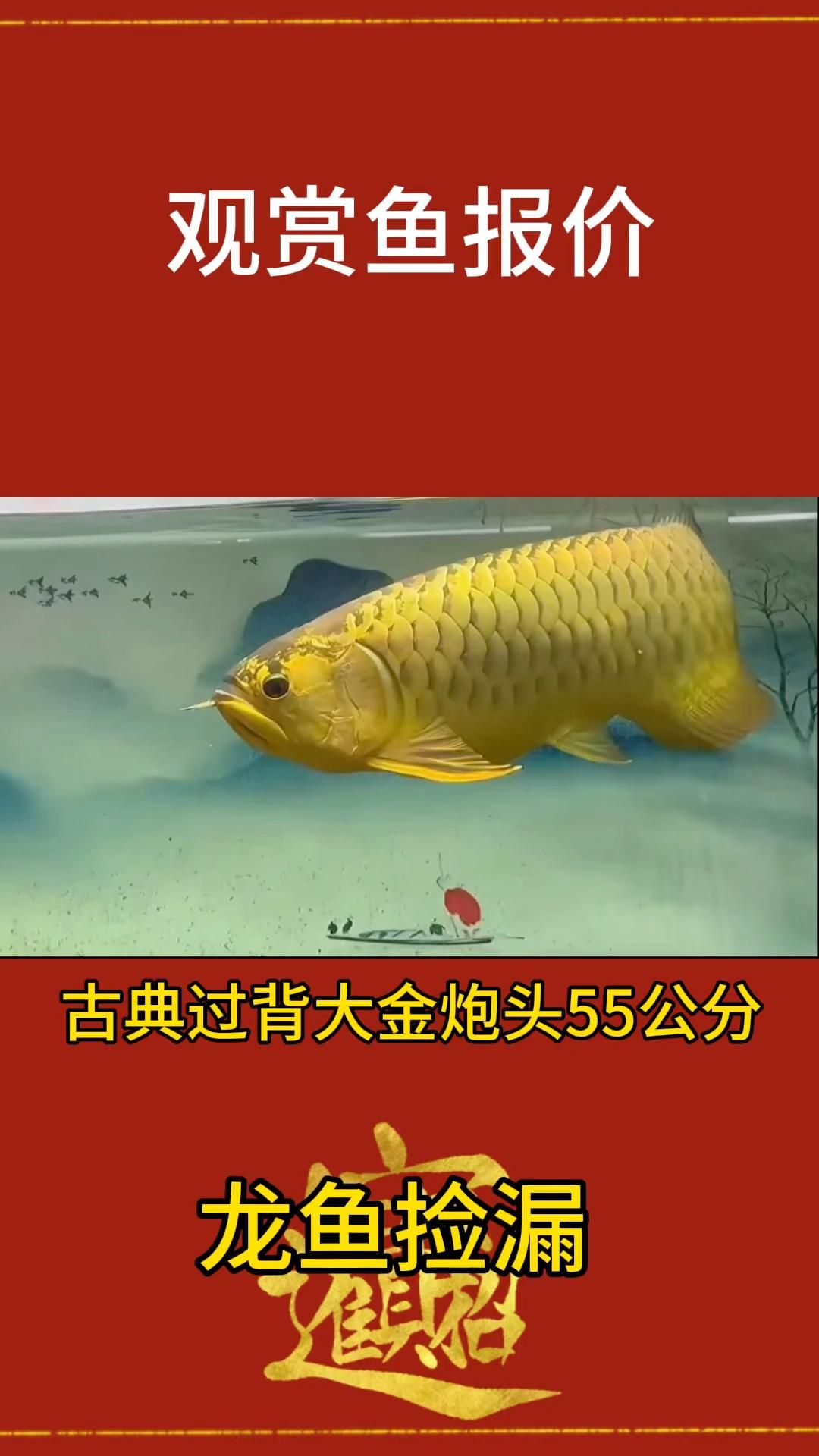 吉陽龍魚館有哪些龍魚品種？，吉陽龍魚館有哪些龍魚品種及種？