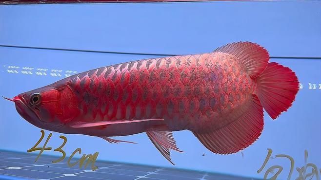 吉陽龍魚館有哪些龍魚品種？，吉陽龍魚館有哪些龍魚品種及種？