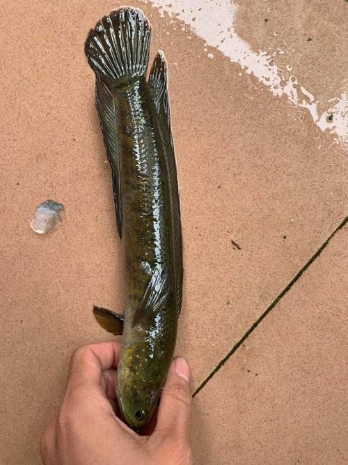 惠州龍魚的價(jià)格是多少？，惠州龍魚價(jià)格是多少 惠州龍魚的價(jià)格是多少？，惠州龍魚價(jià)格是多少 龍魚百科 第2張