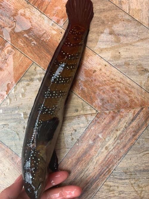 惠州龍魚的價(jià)格是多少？，惠州龍魚價(jià)格是多少 惠州龍魚的價(jià)格是多少？，惠州龍魚價(jià)格是多少 龍魚百科 第1張