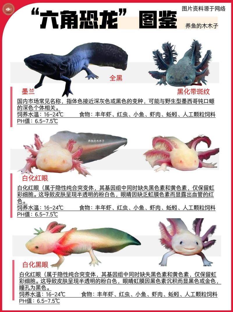 贵阳龙鱼的六角结构有何功能？，关于贵阳龙鱼的六角结构功能